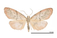 藏品(岸田氏瑟美苔蛾)的圖片